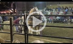 Horse Pull at Tunbridge World's Fair 9/16/16