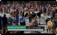 2014 Strolling of the Heifers Parade