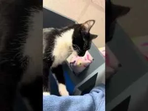 Pet of the Week - Mugsy