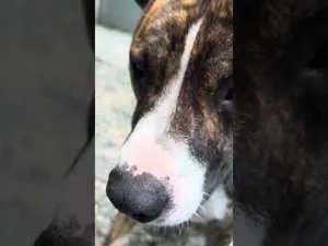 Pet of the Week - Enoch